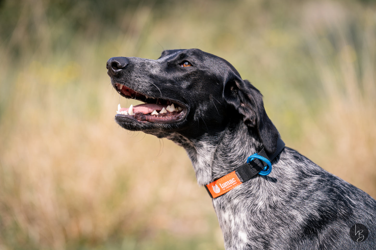 NORING — The collar your dog forget about