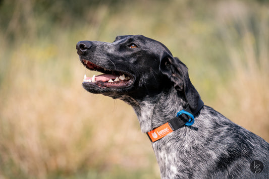 NORING — The collar your dog forget about